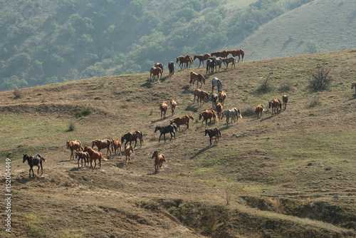 Wallpaper Mural Horses at sunset Torontodigital.ca