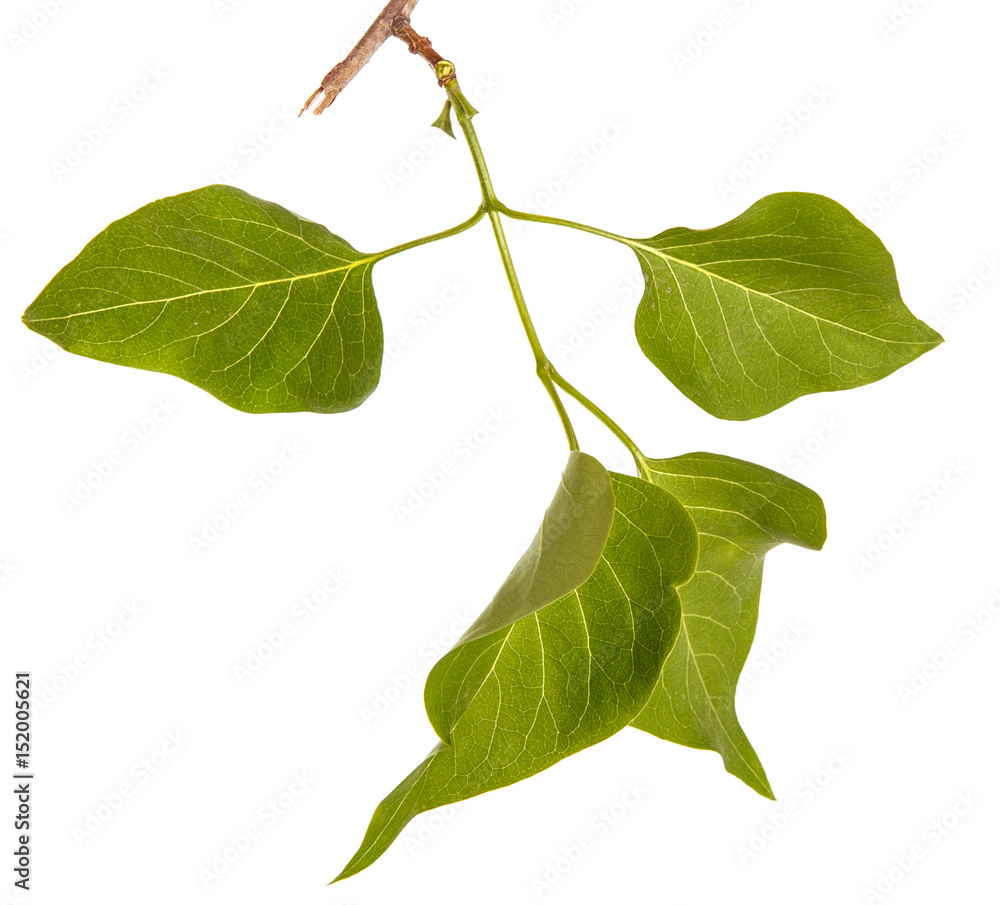 Fototapeta premium A branch of a lilac bush with young green leaves. Isolated on white background