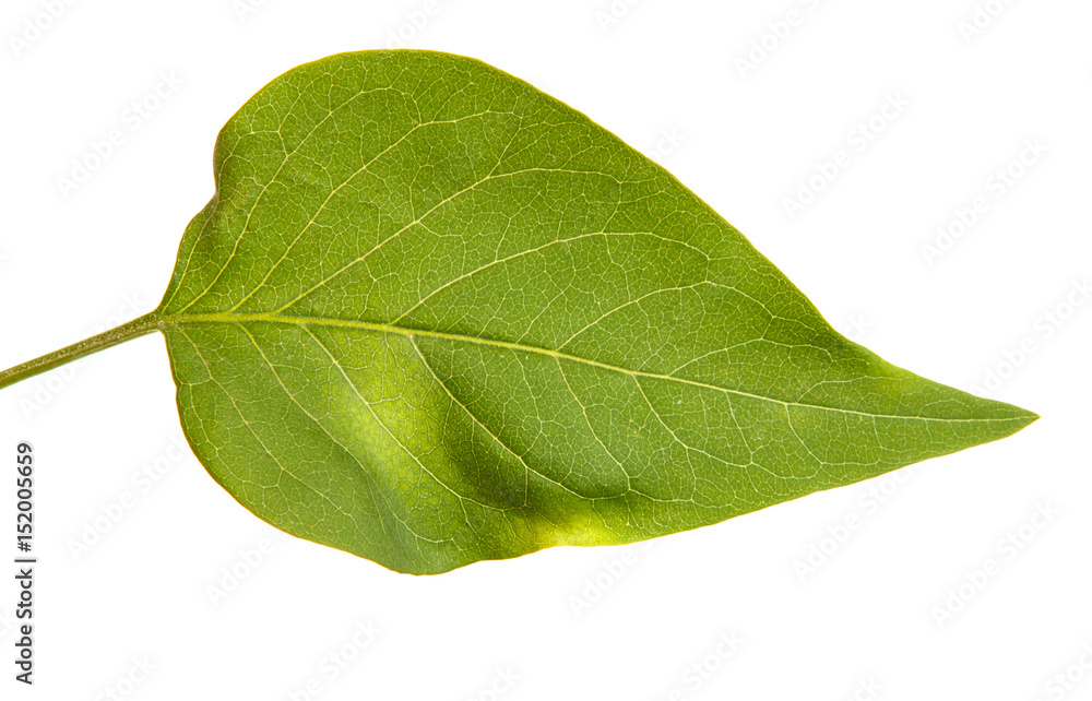 A branch of a lilac bush with young green leaves. Isolated on white background A branch of a lilac bush with young green leaves. Isolated on white background