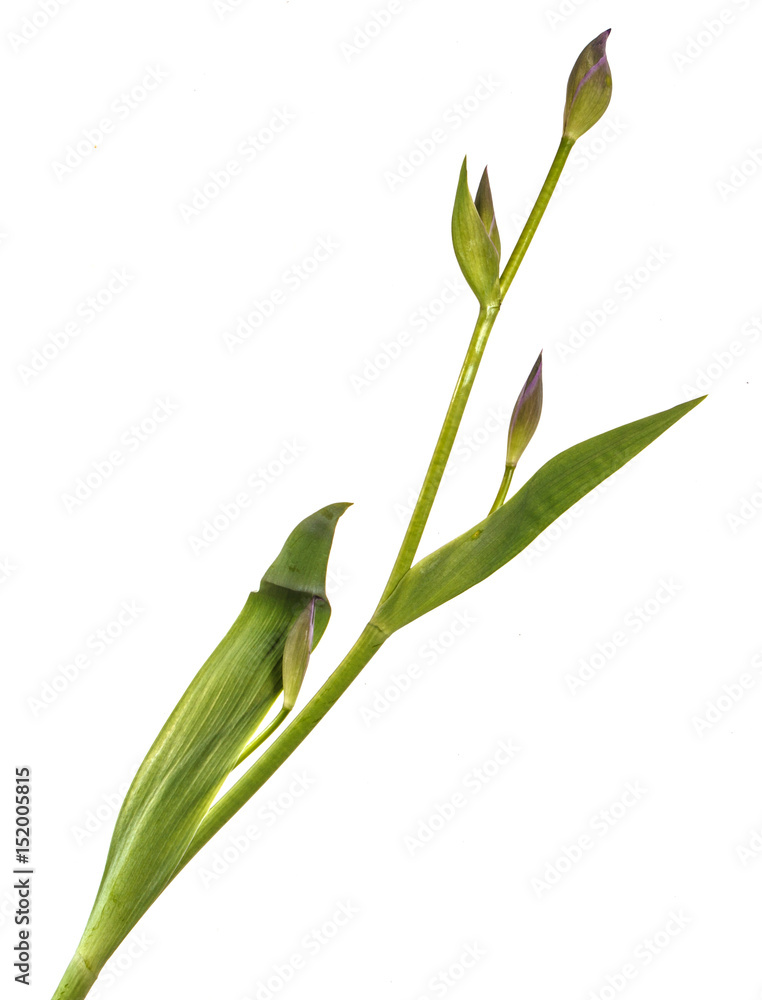 Unblown buds of iris flowers. Isolated on white background Unblown buds of iris flowers. Isolated on white background