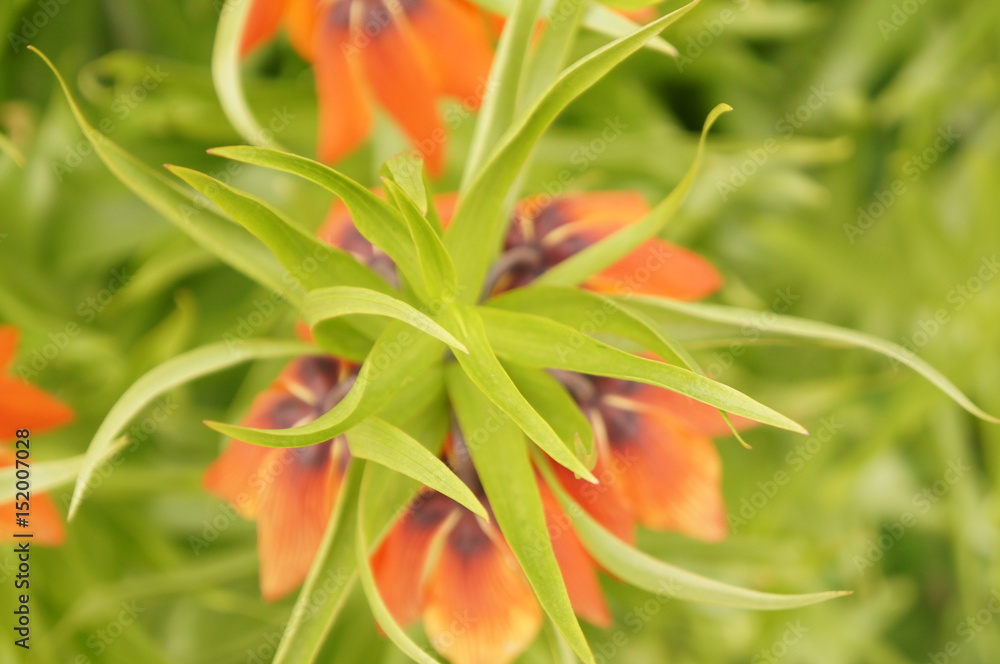 Bright spring flowers - orange imperial hazel grouse Bright spring flowers - orange imperial hazel grouse