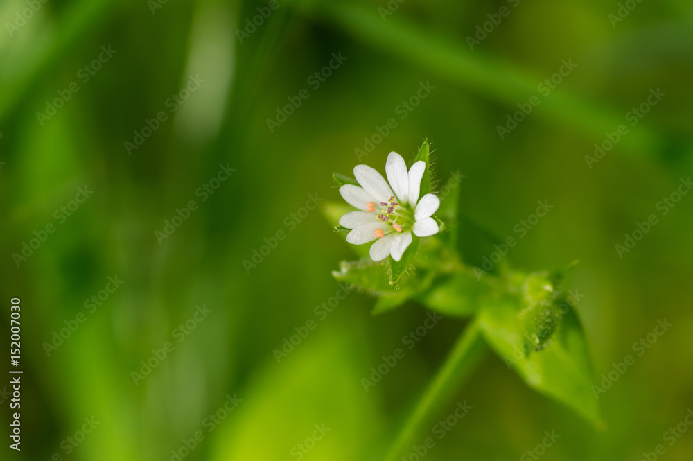 Wild Stellaria media weed plant in flowering time closeup Wild Stellaria media weed plant in flowering time closeup