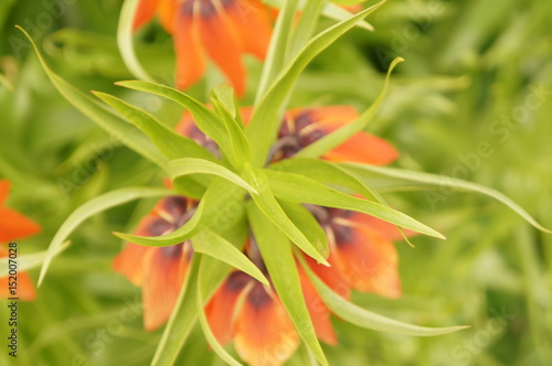 Bright spring flowers - orange imperial hazel grouse