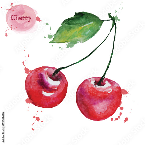 Watercolor cherry. Vecor illustration.