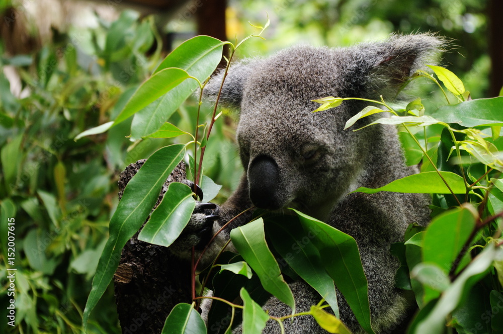 ユーカリを食べるコアラ Stock Photo Adobe Stock