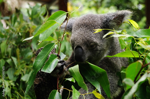 ユーカリを食べるコアラ Stock Photo Adobe Stock