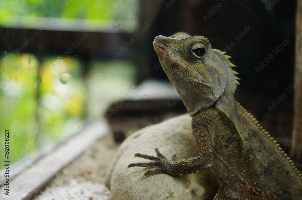 振り返るトカゲ