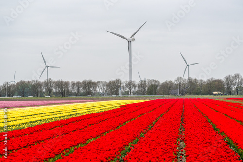 Windmills on the tulip field