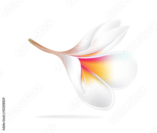 illustration vector of Hawaii flower Frangipani, white Plumeria