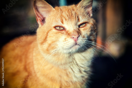 Portrait of a red cat outdoor