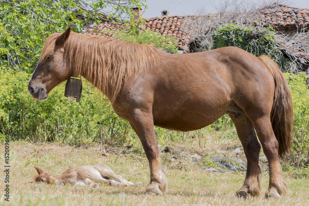 Fototapeta premium A horse in the province of Asturias