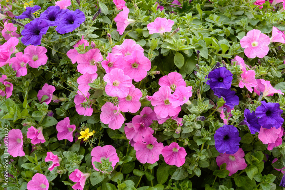 Pink and purple petunia flowers natural background Pink and purple petunia flowers natural background