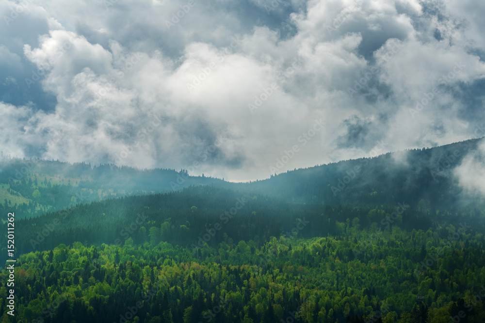 Pine forest with clouds and fog