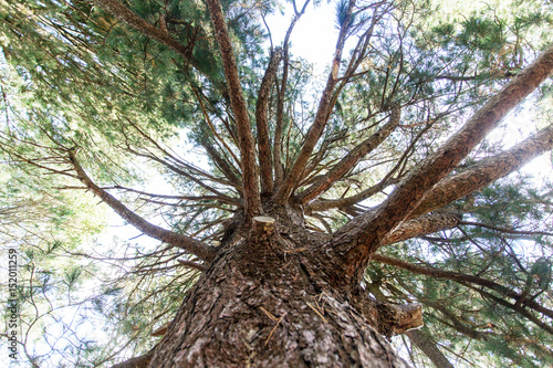 Tree cedar in a forest. Looking Up