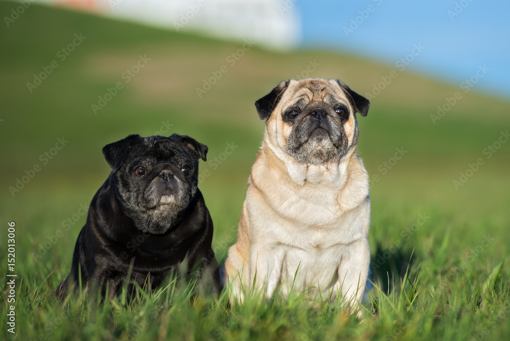 two pug dogs sitting together outdoors in summer two pug dogs sitting together outdoors in summer