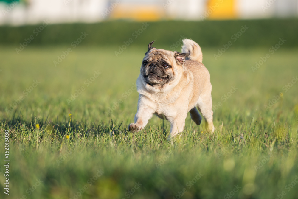 pug dog running on a field