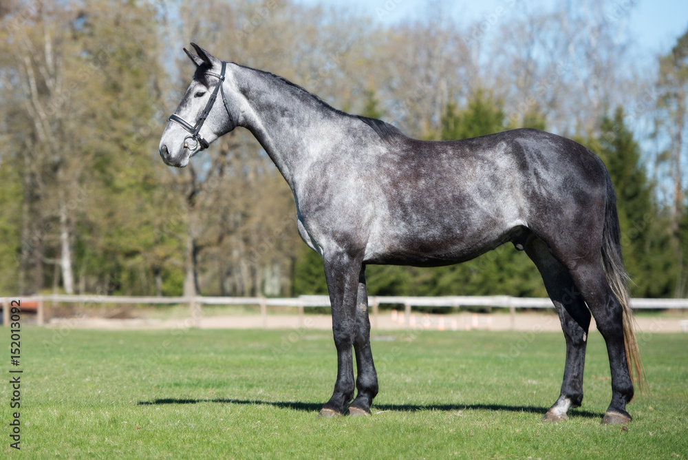 young gray horse standing on a field young gray horse standing on a field