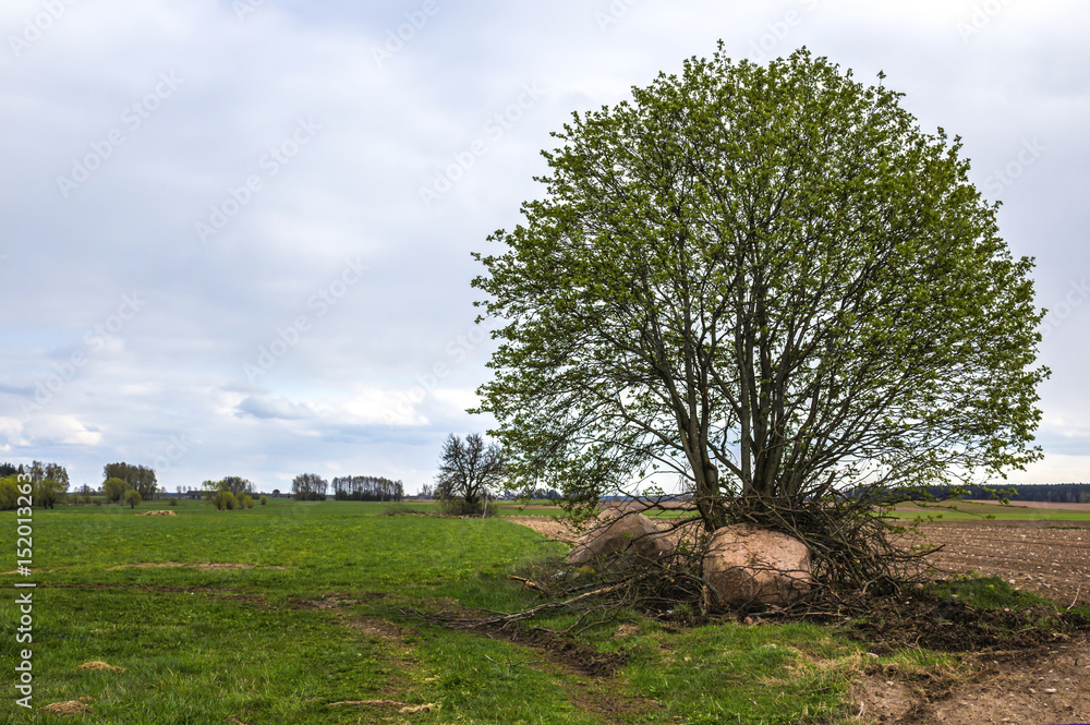 A huge granite boulder at the foot of a tree. The tree stands on the border between the fields. Early Spring on Podlasie, Eastern Poland. A huge granite boulder at the foot of a tree. The tree stands on the border between the fields. Early Spring on Podlasie, Eastern Poland.