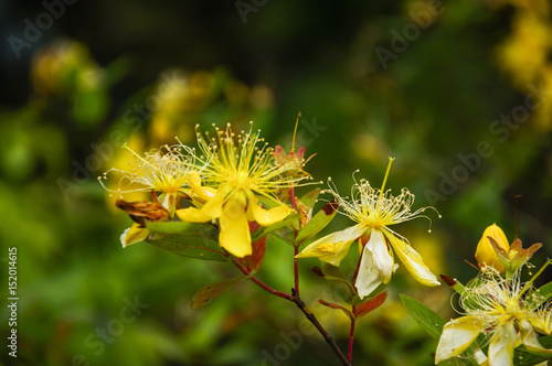 The yellow wild flower © carl
