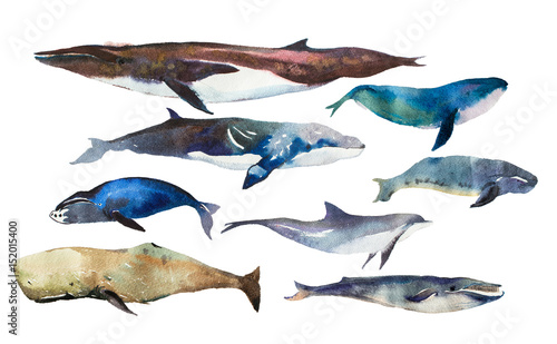 Watercolor whales Hand drawn illustration on white.