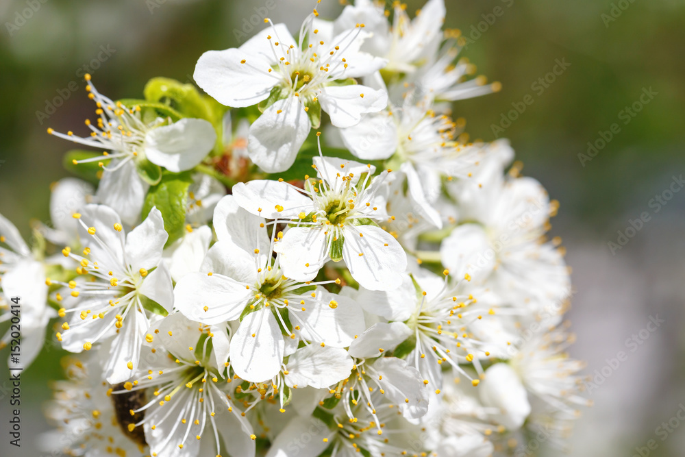 Obraz premium Blooming spring background