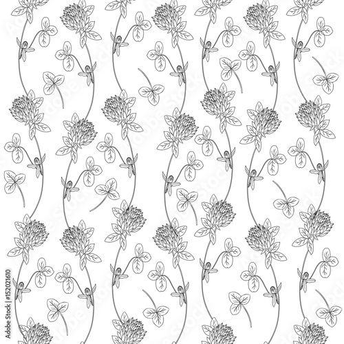 Clover, shamrock wild field flower hand drawn vector color sketch isolated on white background, Vector seamless pattern, graphic floral texture background for cosmetics, design package tea, wallpaper