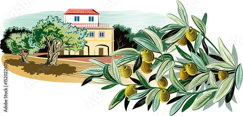Olives on a branch and a Mediterranean farmhouse surrounded by olive trees.