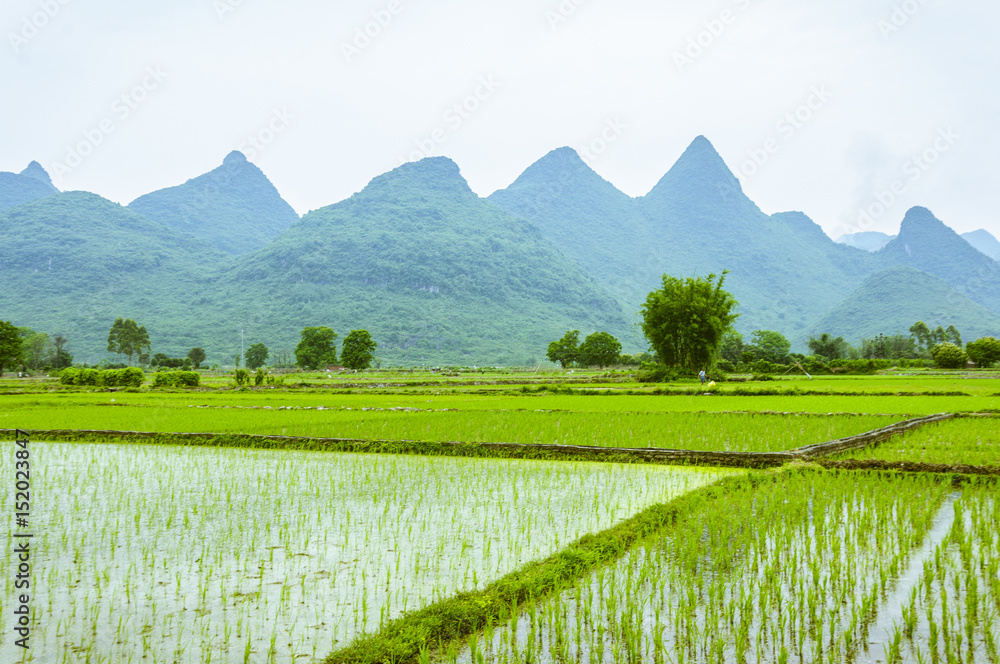 The countryside scenery in summer