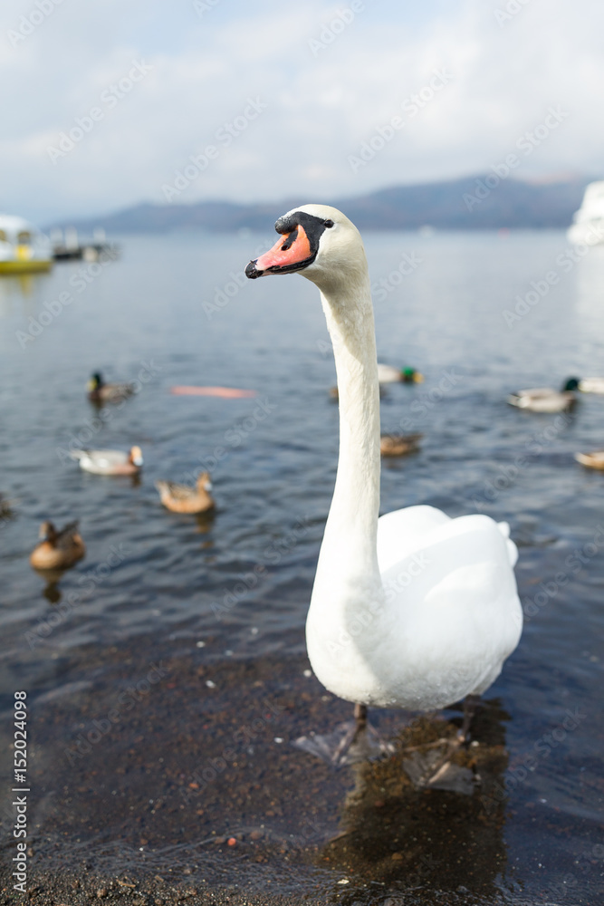 Fototapeta premium Swan and duck in the lake