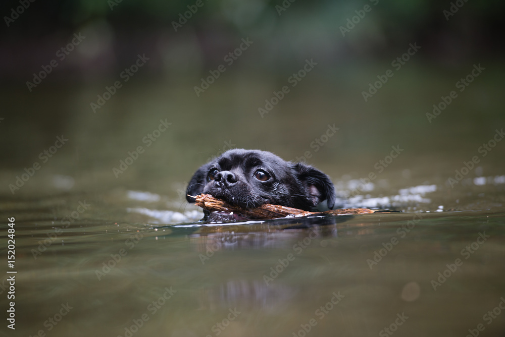 泳ぐ犬 泳ぐ犬