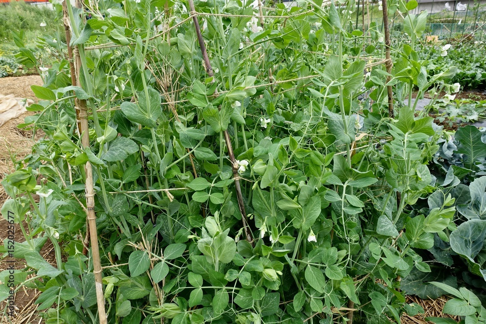 初夏の菜園 初夏の菜園