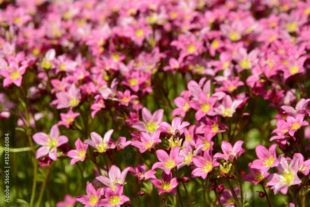 Small pink flowers. Carpet of pink flowers. Blooming garden. Gorgeous carpet of flowering hot pink flowers.