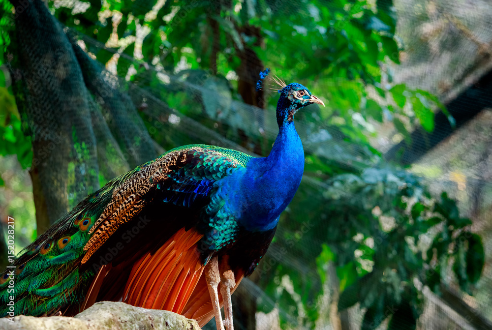 Indian peacock on the green background Indian peacock on the green background