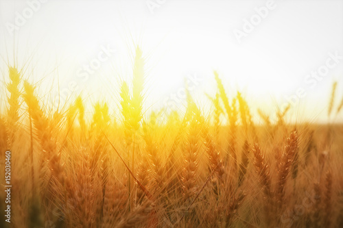 photo of wheat field at sunset