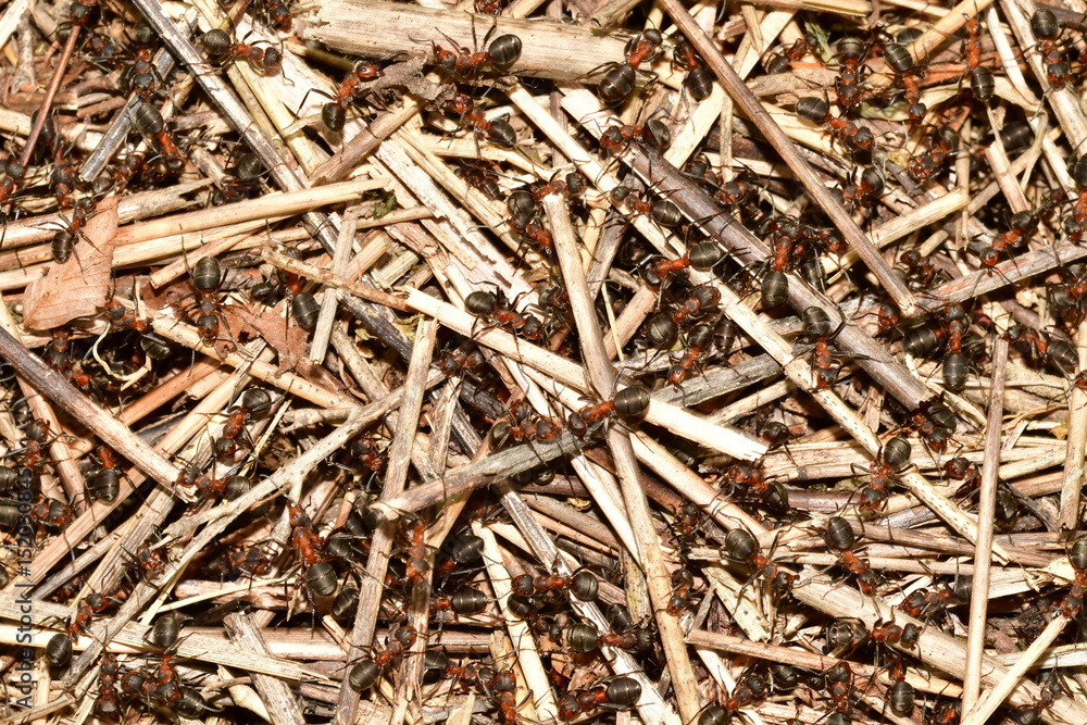 forest ant and anthill forest ant and anthill