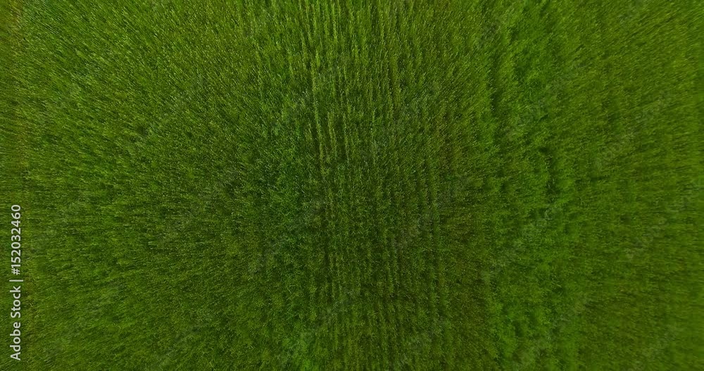 UHD 4K aerial view. Low flight over green and yellow wheat rural field at sunny summer day. Green trees and sun rays on horizon. Vertical takeoff movement. UHD 4K aerial view. Low flight over green and yellow wheat rural field at sunny summer day. Green trees and sun rays on horizon. Vertical takeoff movement.