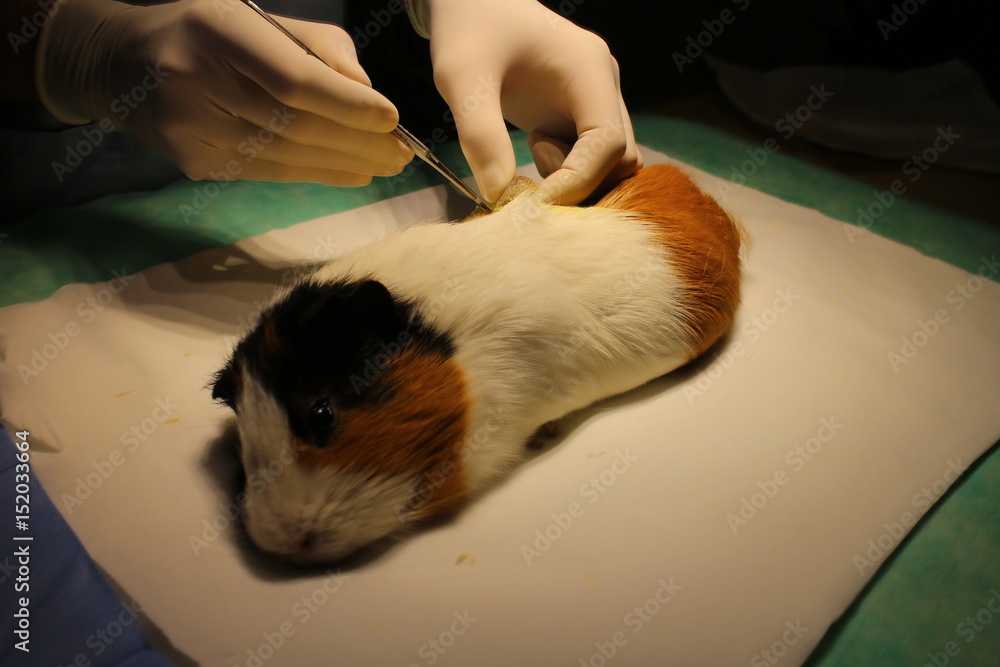 Veterinary surgery of suspect dermoid cyst by guinea pig Stock Photo
