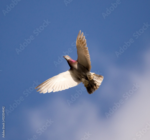 One dove flies against the blue sky