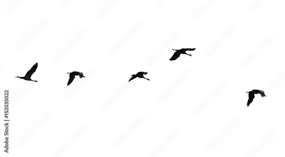 Flock of swans isolated on white background Flock of swans isolated on white background
