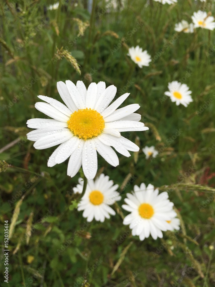 Flowers in the wild Flowers in the wild