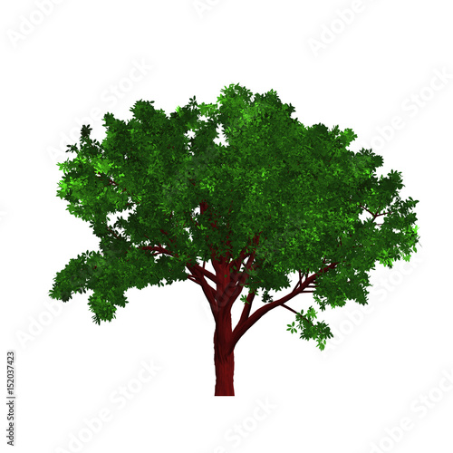 Tree isolated on white background clipping path. 3D illustration