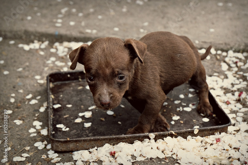 Small puppy on plate