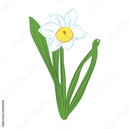 White and blue narcissus flowers with green leaves. Isolated on white. Vector illustration
