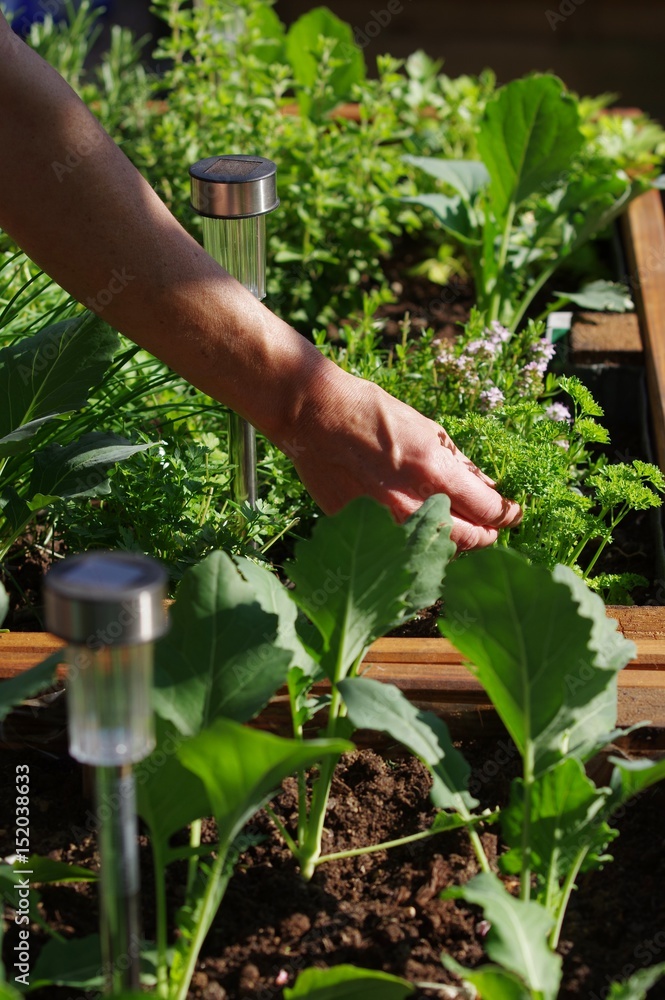 Hochbeet im Garten Hochbeet im Garten