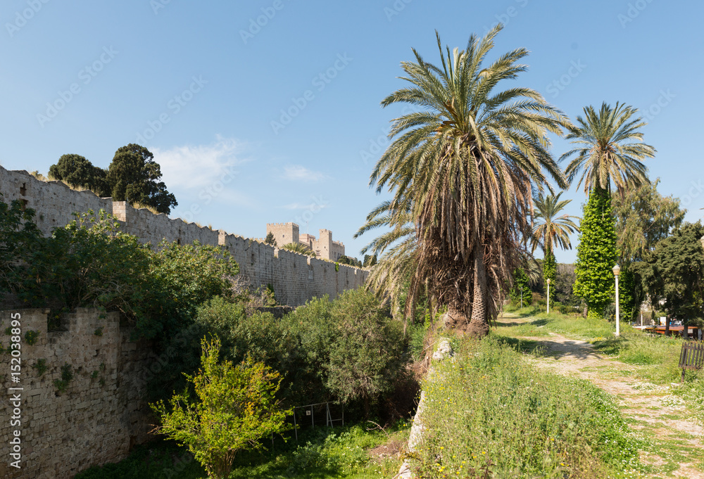 Fototapeta premium Rhodes palm trees