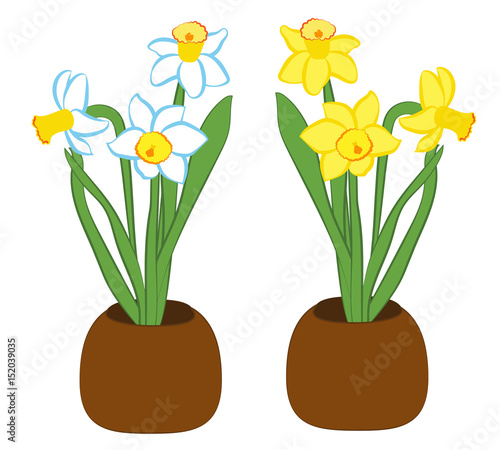 Set of three blue and white with yellow narcissus flower in a pots. Flat illustration isolated on white background. Vector illustration