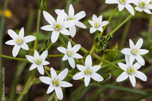 White edelweiss flower
