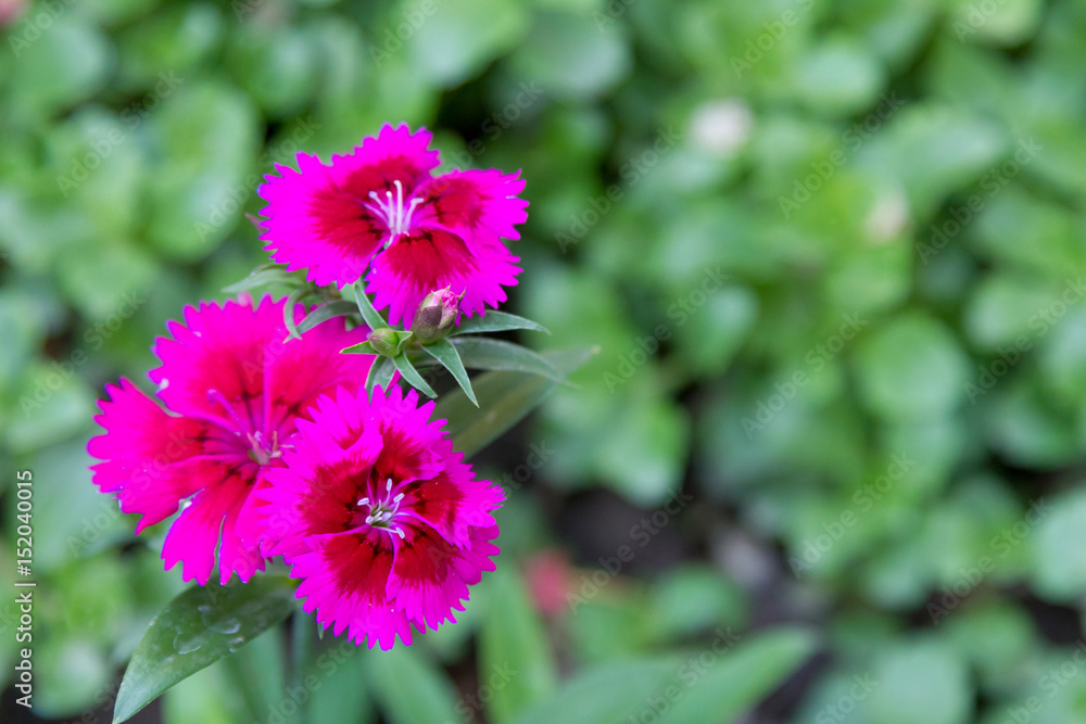 Branch of a pink carnation Branch of a pink carnation