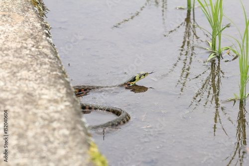 Rhabdophis tigrinus in rice field in Japan photo