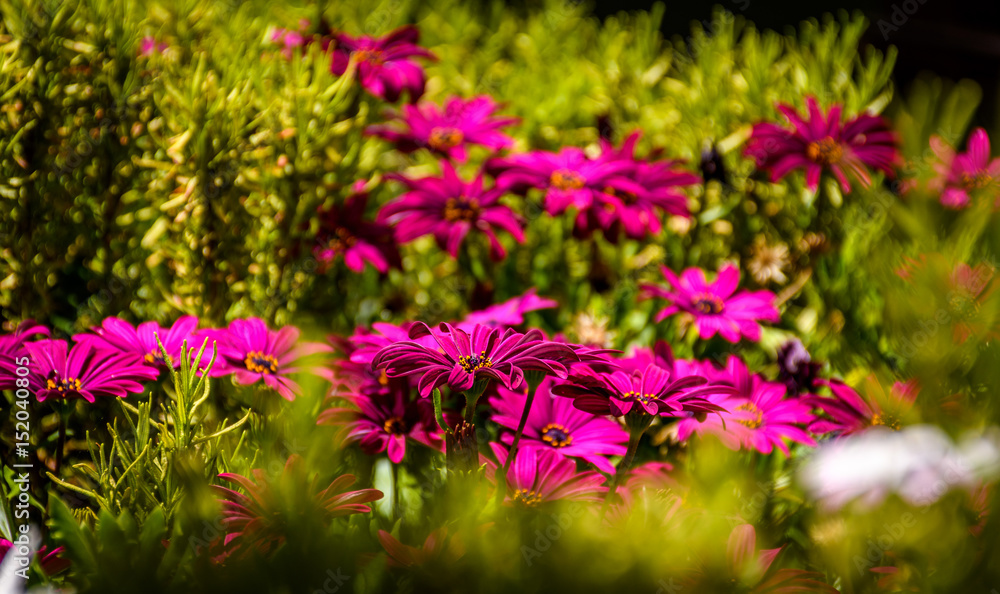 Obraz premium Pink in Green